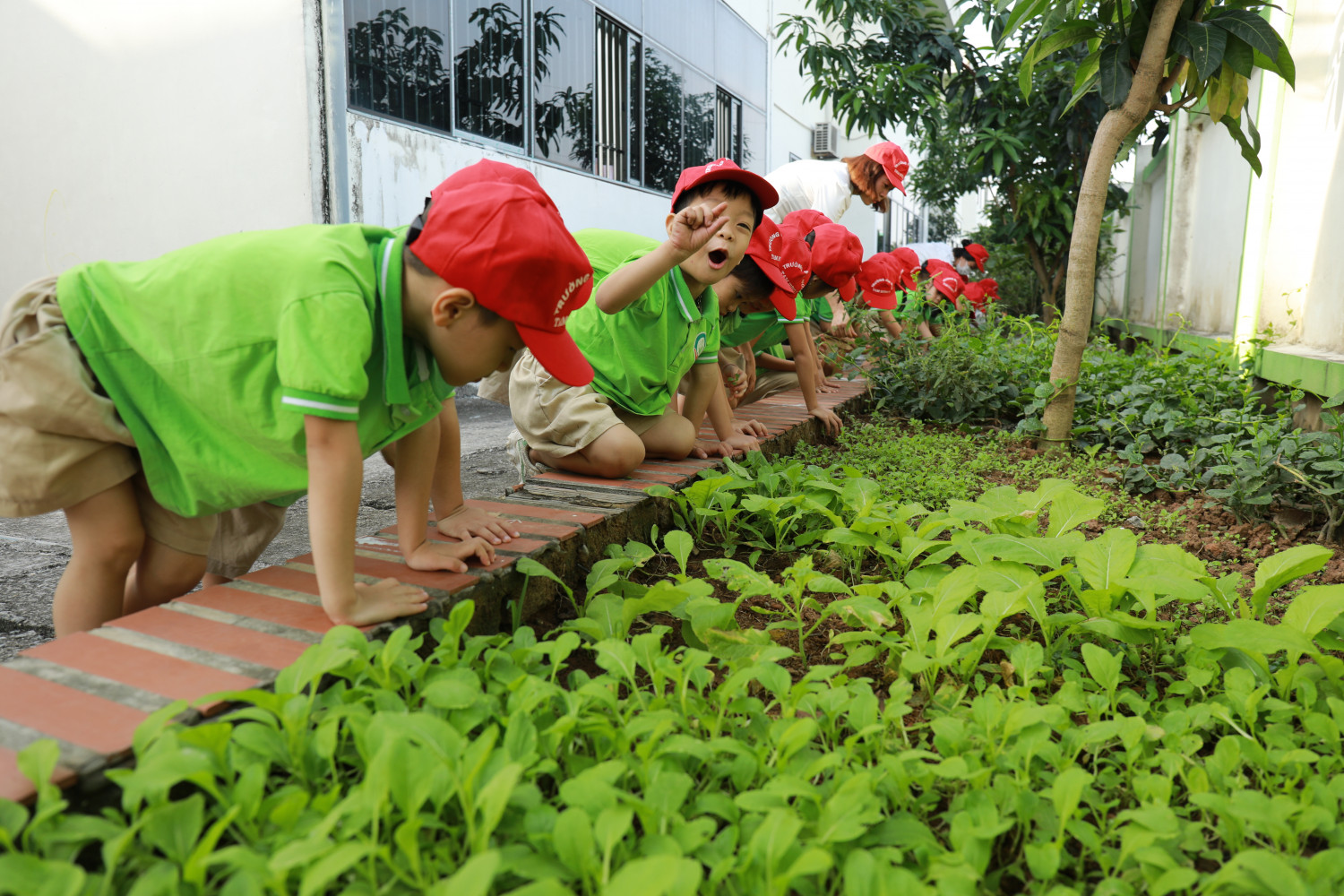 Trường MN Tam Hưng B, Huyện Thanh Oai Trẻ HĐLĐ tại vườn rau 9361